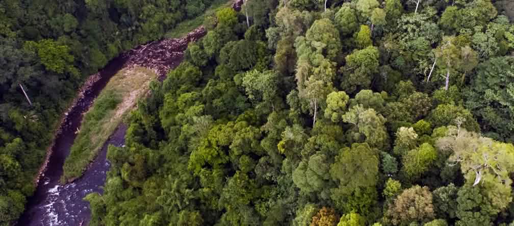 Im Leuser Ökosystem wachsen die artenreichsten Regenwälder Indonesiens Ein Fluß im Leuser Ökosystem