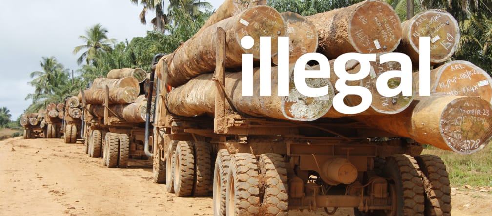 Auf Lastwagen werden Baumstämme aus Liberias Wäldern transportiert Mit Baumstämmen beladene Lastwagen in Liberia