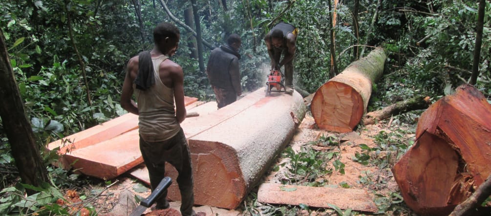 Drei Holzfäller zerlegen einen frisch gefällten Baum. Tatort ist der Cross River State in Nigeria Drei Holzfäller zerlegen einen frisch gefällten Baum