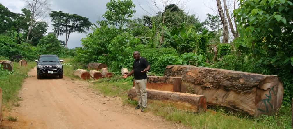 Der Naturschützer Odey Oyama steht neben illegal geschlagenen Baumstämmen