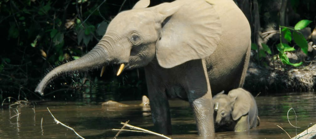 Waldelefanten leben in mehreren Ländern Afrikas, ihr Lebensraum schwindet allerdings Waldelefant mit Jungem
