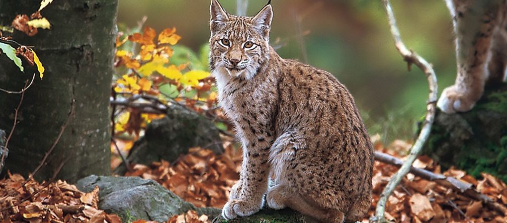Staudämme gefährden die letzten Balkanluchse im Mavrovo Nationalpark (Foto: Joachim Flachs) Ein Balkanluchs sitzt im Wald und blickt in die Kamera