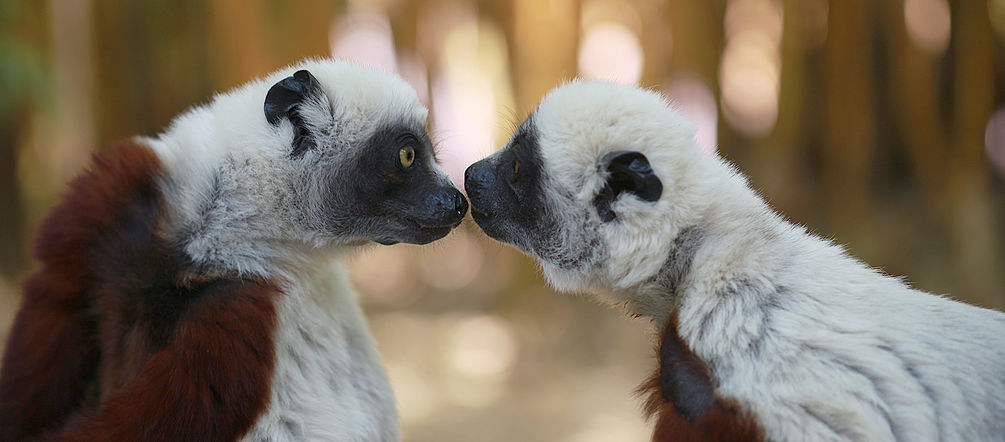 Primaten auf Madagaskar