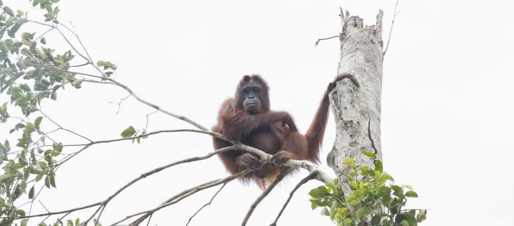 Orang-Utans stehen kurz vor dem Aussterben Orang-Utan in Baum