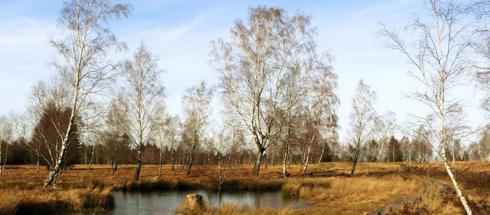 Moorlandschaft Moorlandschaft mit Holzpfad