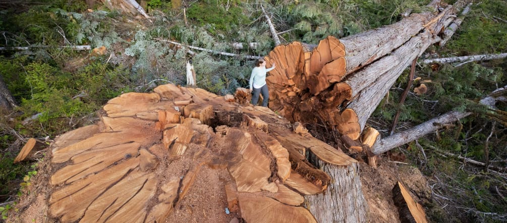 Gefällter Baum in British Columbia, Kanada