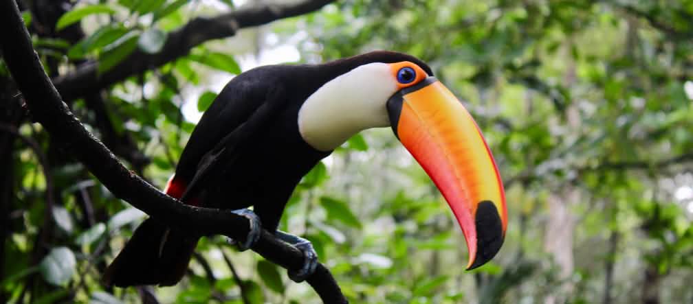 Tucan
