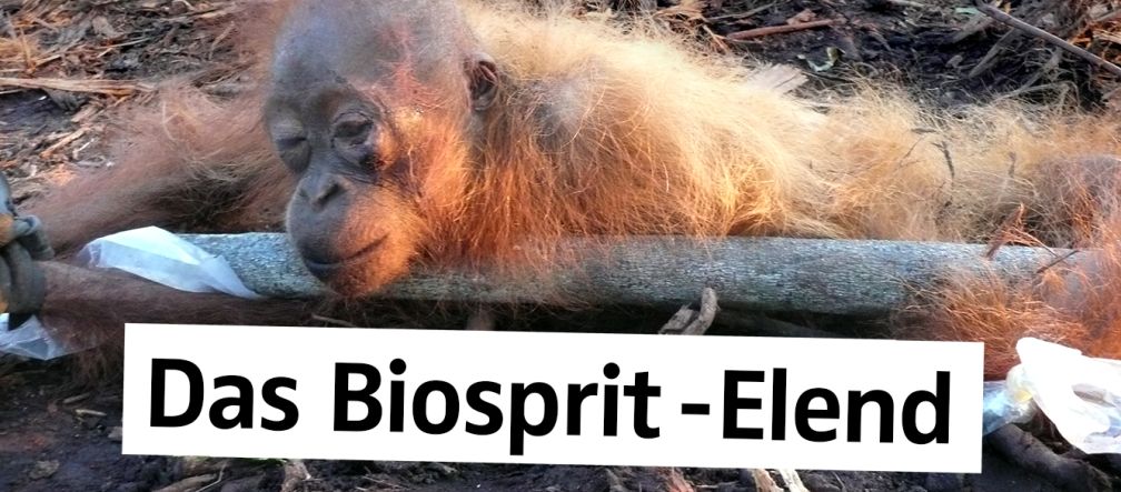 Gefesselt und halbtot Orang-Utan