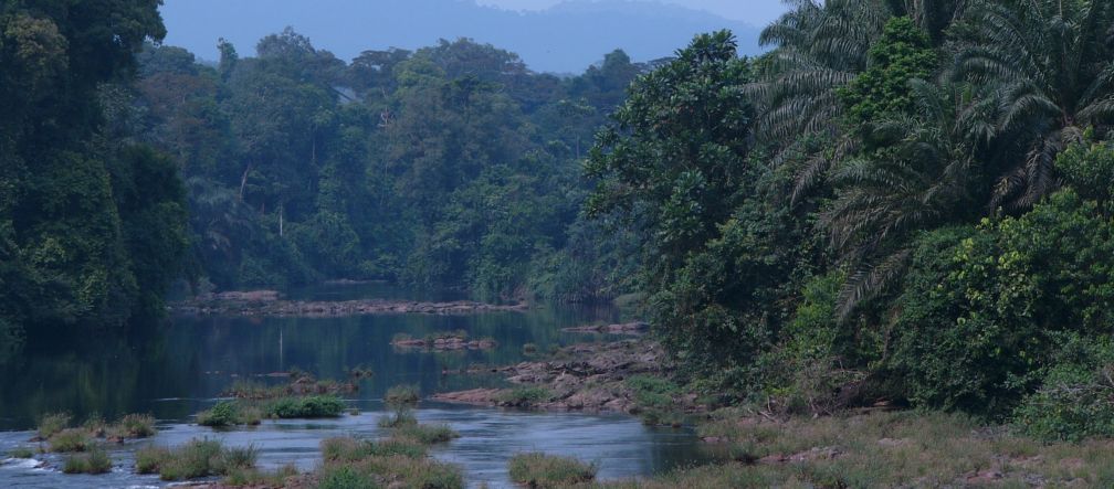 Regenwald in Kamerun Regenwald in Kamerun