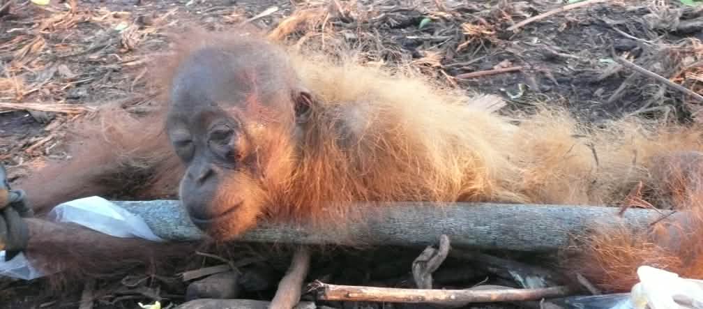Orang-Utan Baby auf abgeholzter Palmölplantage