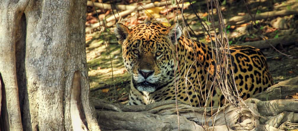 Jaguar in Mato Grosso do Sul, Brasilien Jaguar in Mato Grosso do Sul (Brasilien)