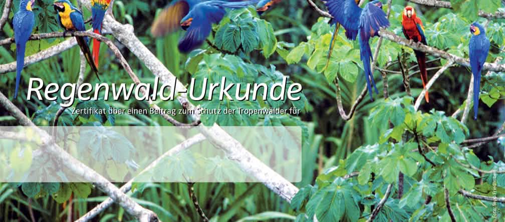 Ein Dankeschön für Ihre Spende: die neue Urkunde ist da Eine Gruppe Papageien im Wald