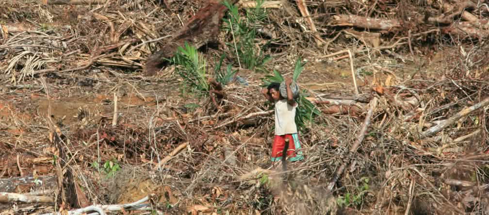 Der Wald von Sumatra, Borneo und Papua muss bleiben! Ölpalmplantage auf Papua