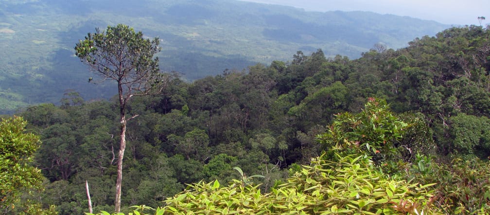Bewaldete Berglandschaft, im Vordergrund ragt ein hoher Baum heraus