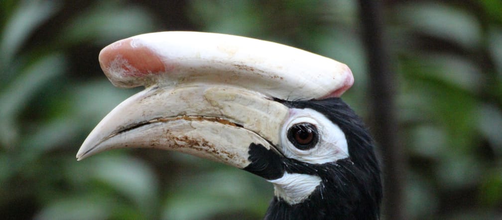 Seitenansicht eines schwarzen Hornvogels. auf dem mattweißen Schnabel liegt ein ebenso großes Horn. Die Augen sind weiß umrandet