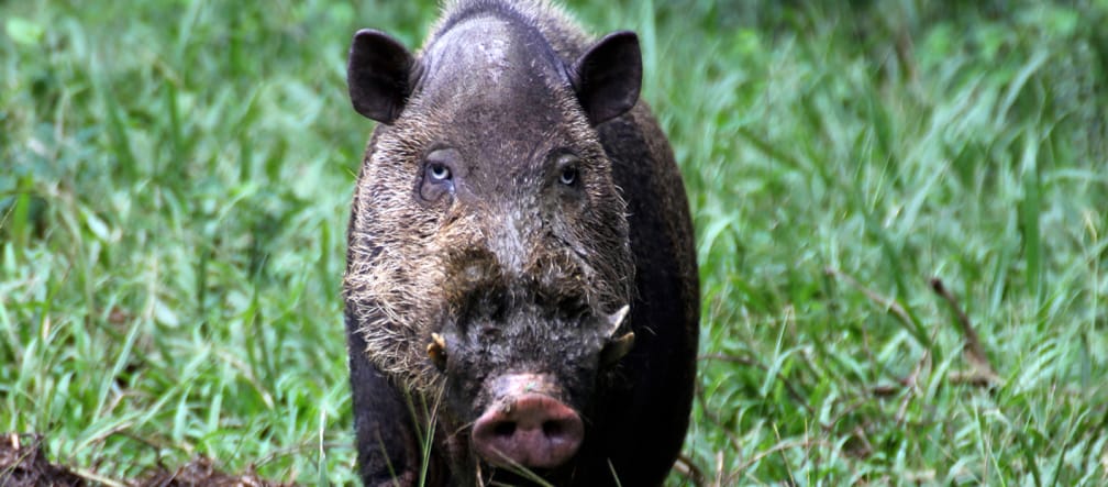 Frontalansicht eines schwarzen Schweins