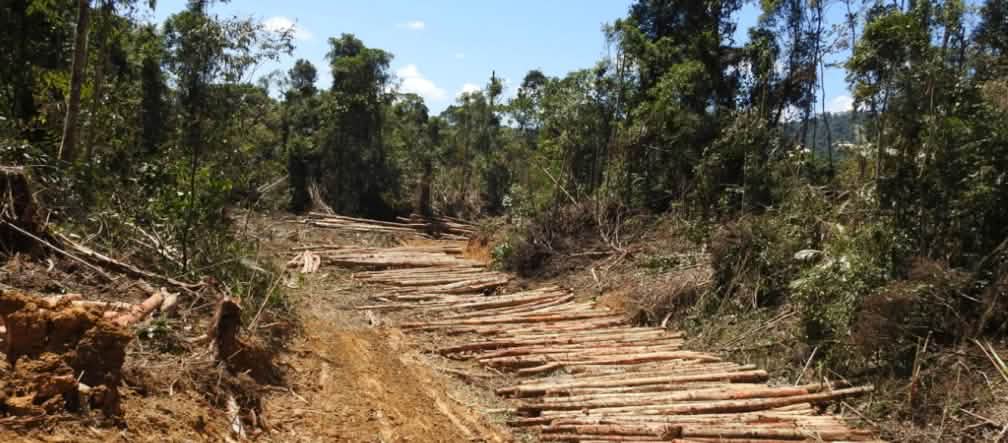 Dem US-Konzern PepsiCo ist egal, ob für Palmöl Regenwald gerodet wird Rodung für Palmöl-Plantage in Sarawak, Malaysia