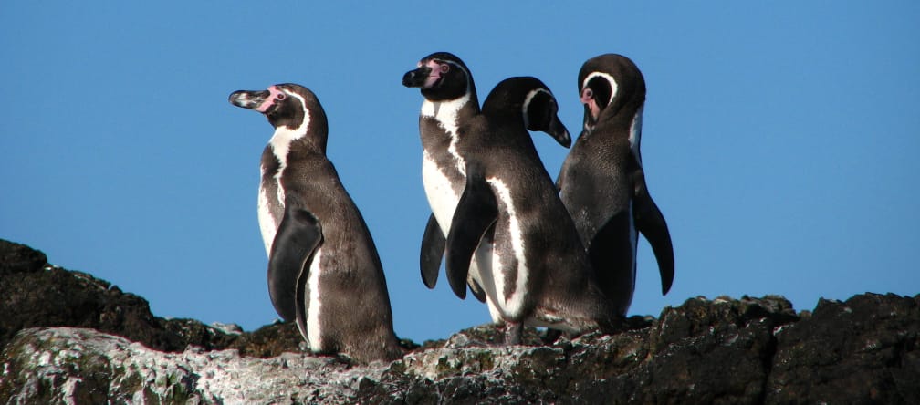 Einige tausend Brutpaare der bedrohten Humboldt-Pinguine brüten in der Meeresregion La Higuera - Isla Chañaral in Chile Pinguine Chile