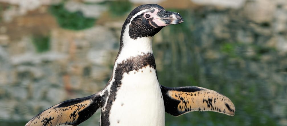 13.000 Brutpaare der bedrohten Humboldt-Pinguine brüten in der Meeresregion La Higuera - Isla Chañaral in Chile flatternder Humboldt-Pinguin