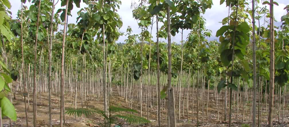 Teak-Plantage in Esmeraldas