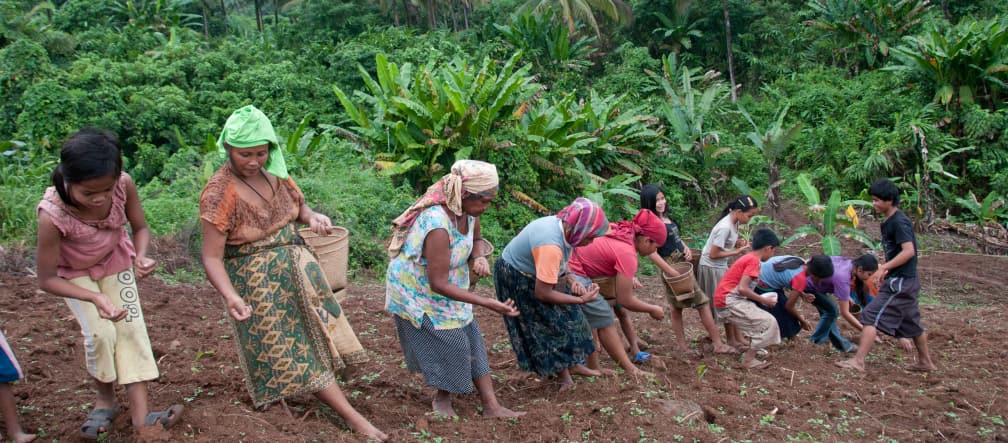 Auf kleinen Waldfeldern bauen die Indigenen Gemüse und Reis an. Wenn der Wald gerodet wird, verlieren sie einen großen Teil ihrer Lebensgrundlage Frauen pflanzen Bergreis