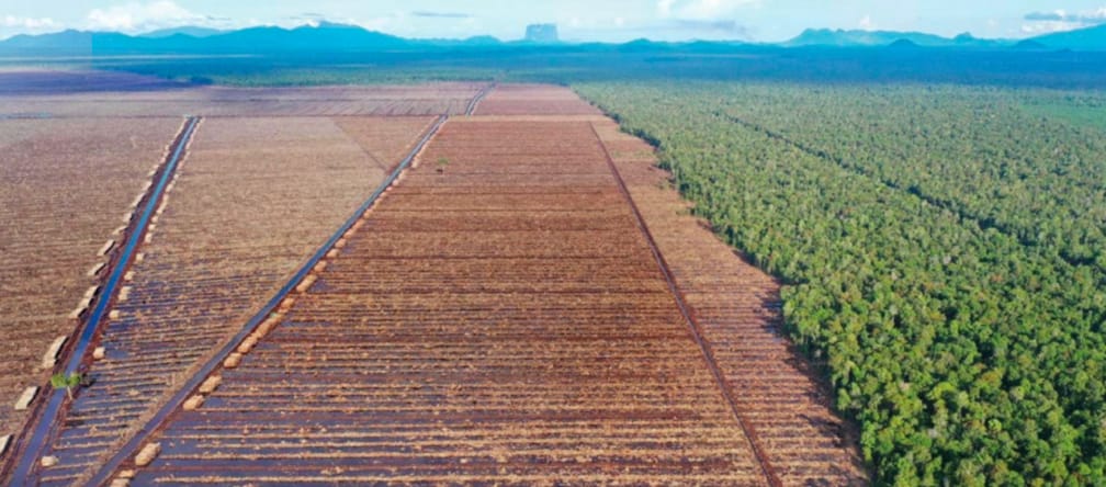 links Kahlschlag für Papierindustrie, rechts Urwald
