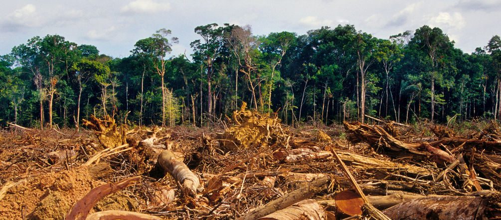 Soja, Palmöl, Papier, Holzkohle: Wälder werden für den Export in die EU zerstört Regenwaldabholzung