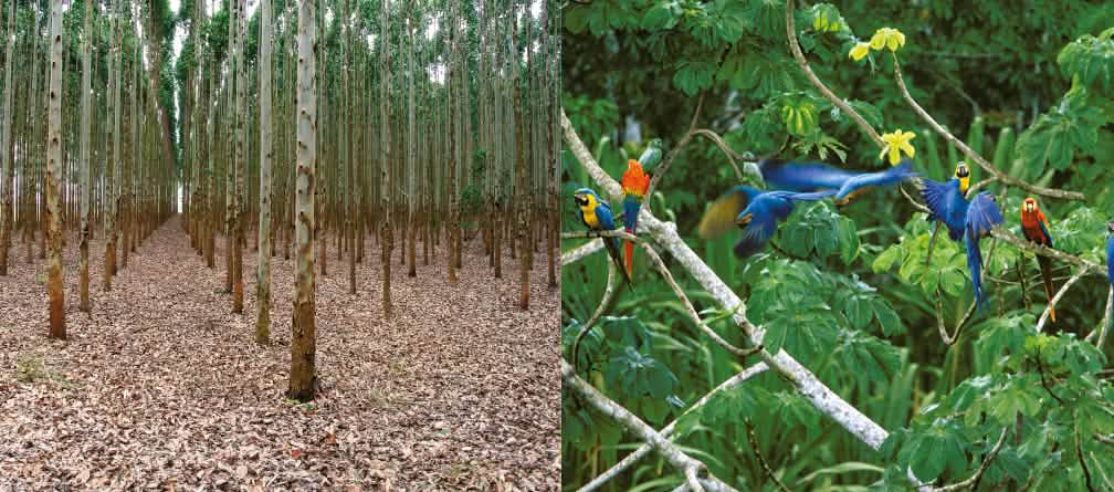 Kein Platz für Mensch und Tier: Holzplantagen sind grüne Einöden (Foto: A. Hofer / I. Gonçalves de Souza) Collage Bamplantage vs Regenwald