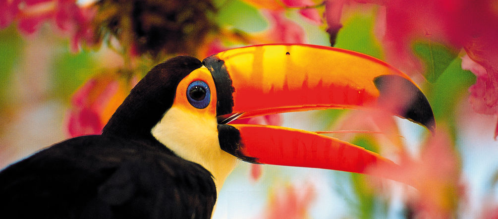 Tucan