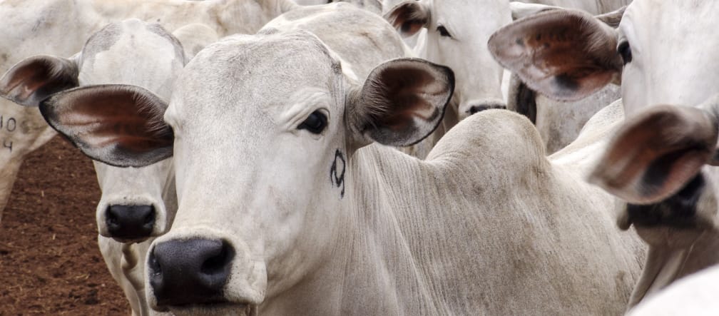 Die Mercosur-Staaten wollen mehr Rindfleisch in die EU exportieren Rinderherde in Mato Grosso