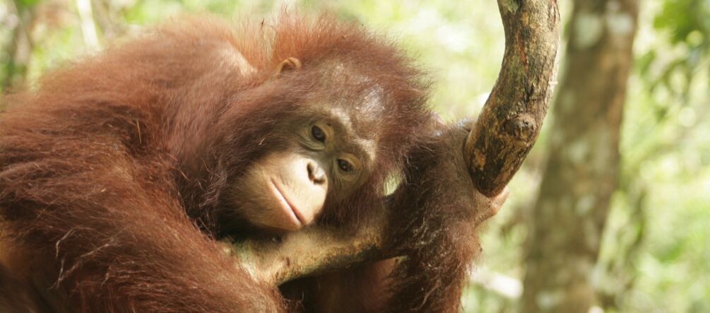 Orang-Utan in Zentralkalimantan (Borneo)