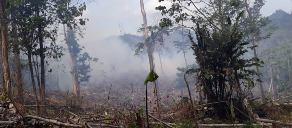 Rodung in Indio Maiz Reserva Biologica