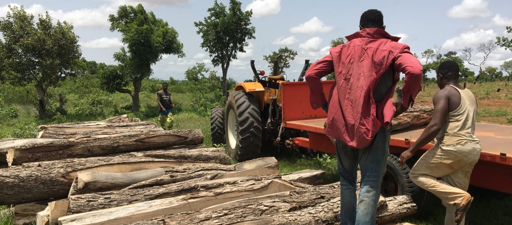 Geplündert für Chinas Luxusmöbel Gefällte Palisander-Stämme in Ghana