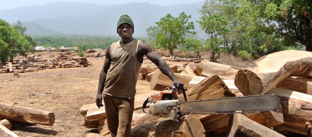 Holzfäller mit Motorsäge auf Lagerplatz für Palisander-Stämme in Nigeria