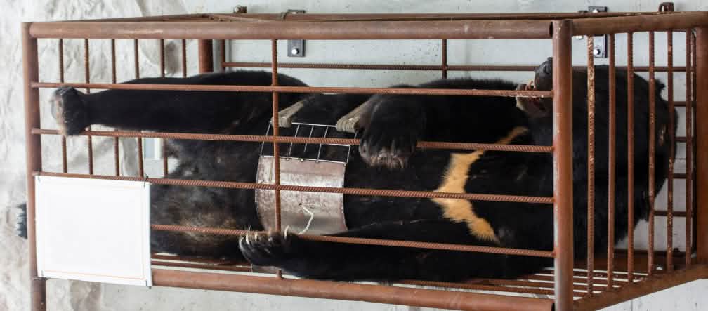 Tierquälerei: Einem Bär wird Gallenflüssigkeit entnommen Einem Bär wird Gallenflüssigkeit entnommen