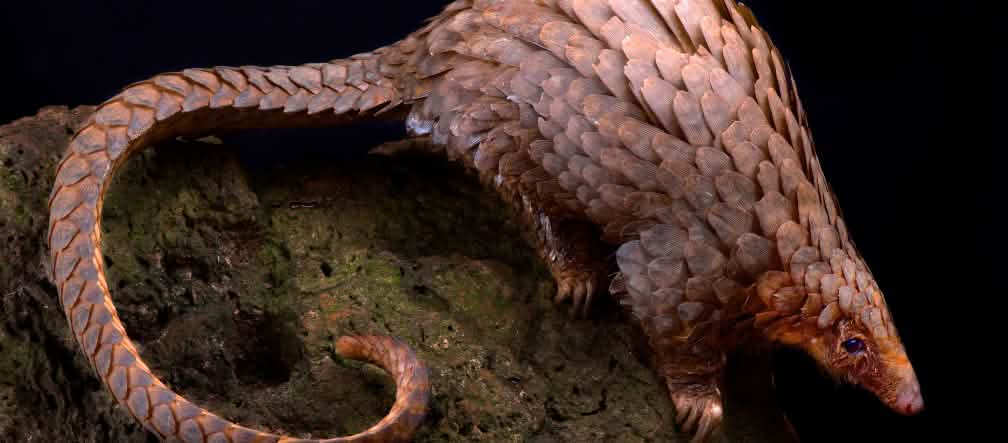 Pangoline sind das am meisten geschmuggelte Säugetier der Welt Baumpangolin