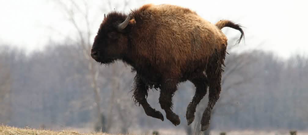 Gerettet: der Lebensraum von Bisons und Karibus bleibt erschont Ein verspielter Bison springt in die Luft
