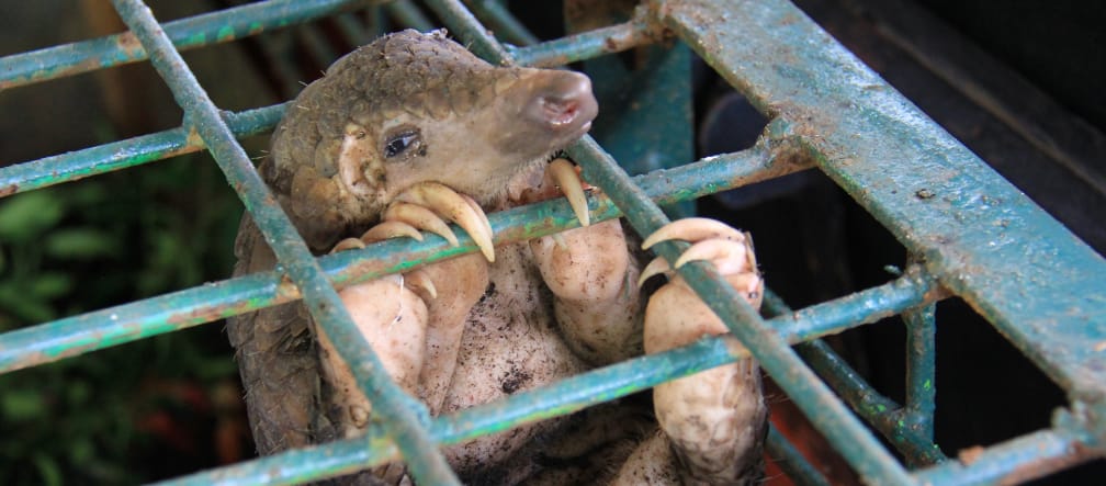 Pangolin im Käfig Schuppentier in einem Käfig im Riau Natural Resource Conservation Centre, Indonesien.
