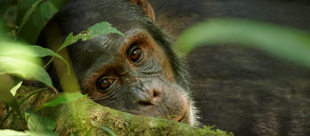 Nahaufnahme eines alten Schimpansen in Uganda