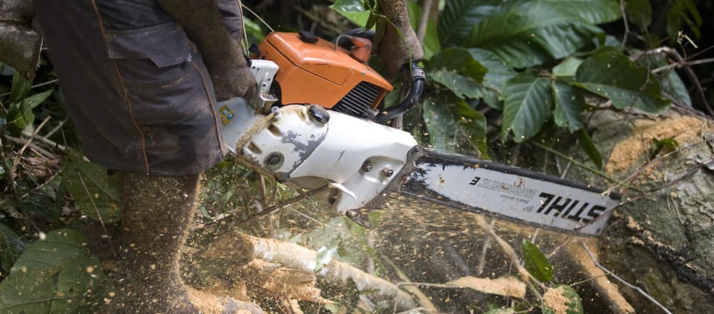Holzfäller mit Motorsäge von Stihl