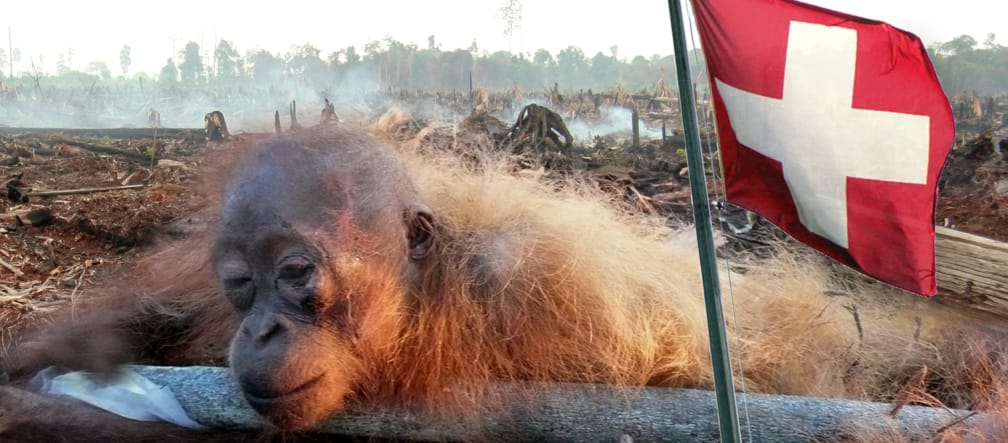 Collage: Gefesseltes Orang-Utan-Baby + Fahne Schweiz