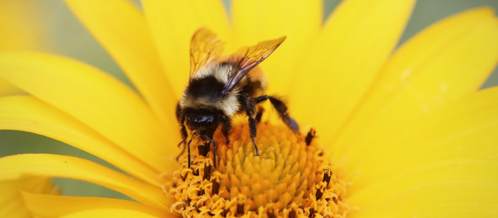Eine Hummel bestäubt eine Blüte.
