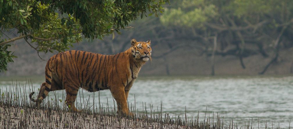 Der Lebensraum von Tigern würde durch das Kohlekraftwerk zerstört Tiger in Mangroven der Sundabarns