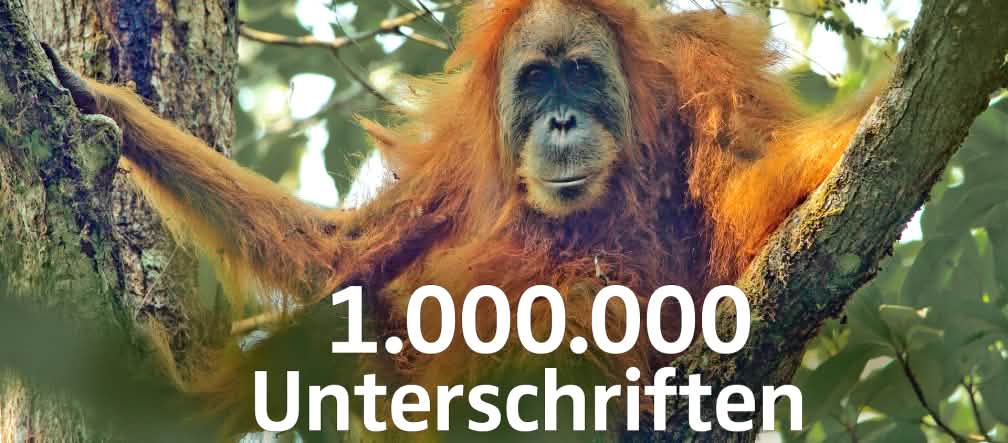 Weltweiter Protest gegen den Batang-Toru-Staudamm im Orang-Utan-Habitat Pongo tapaluniensis