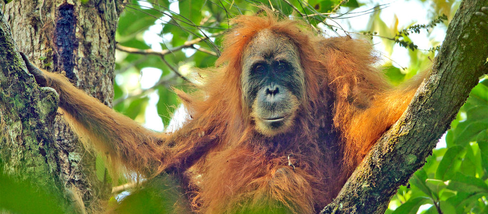 Die Orang-Utans und ihr Wald sind durch einen sinnlosen Staudamm bedoht Pongo tapanuliensis