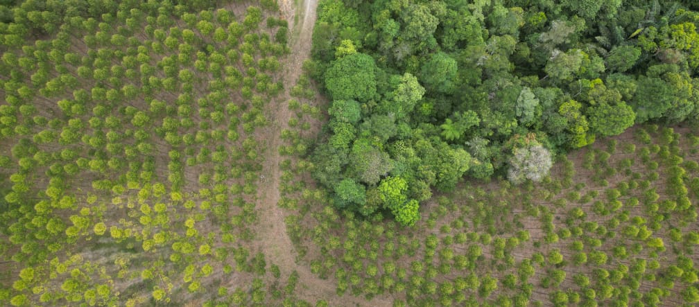 TPL-Eukalyptus-Plantagen verdrängen den Regenwald