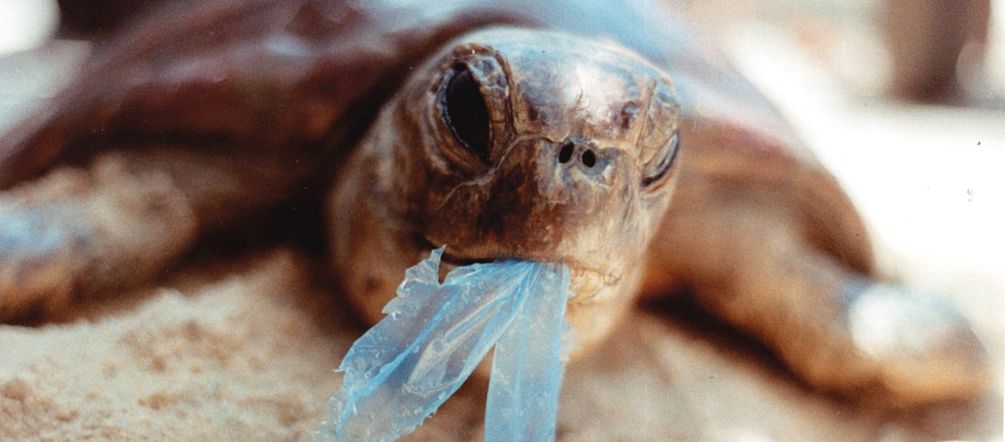 In den Meeren landet immer mehr todbringender Plastikmüll. Foto: Ron Prendergast Schildkröte frisst Plastik