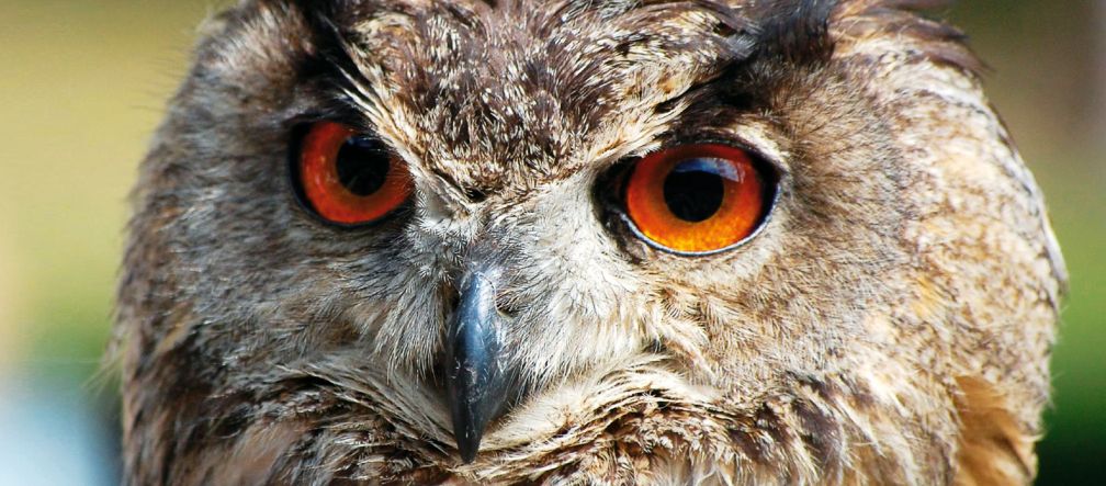 Natruschutz soll geschwächt werden Uhu
