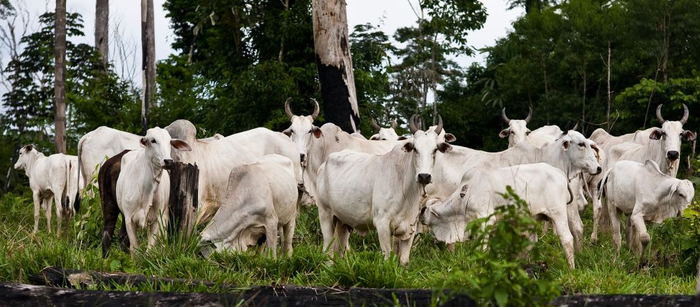 Waldvernichtung macht den Ausbruch von Pandemien wahrscheinlicher Viehzucht und Entwaldung in Amazonas Regenwald