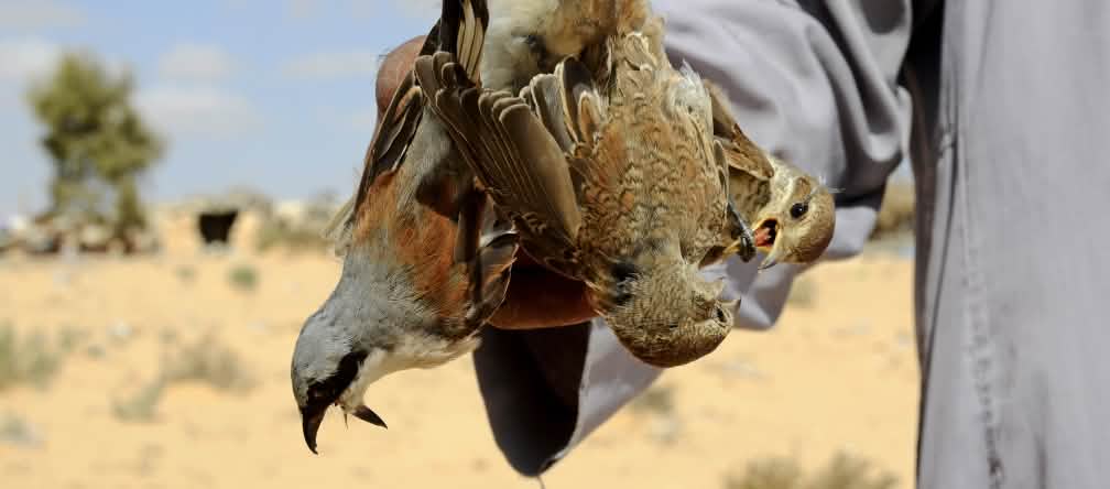 Ein Vogeljäger präsentiert gefangene Neuntöter © H. Schulz Vogelfang in Ägypten